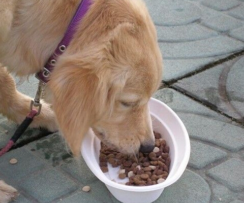 狗粮食品加工蒸汽发生器