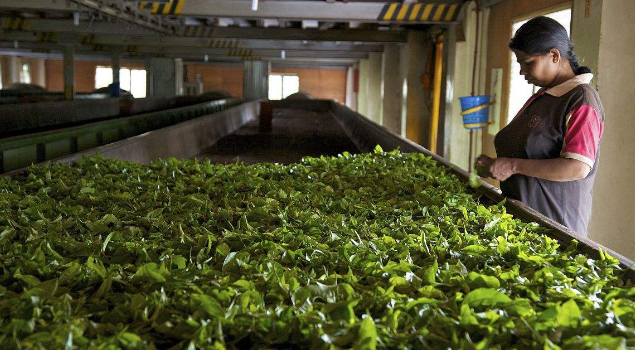 普洱茶杀青烘干蒸汽发生器