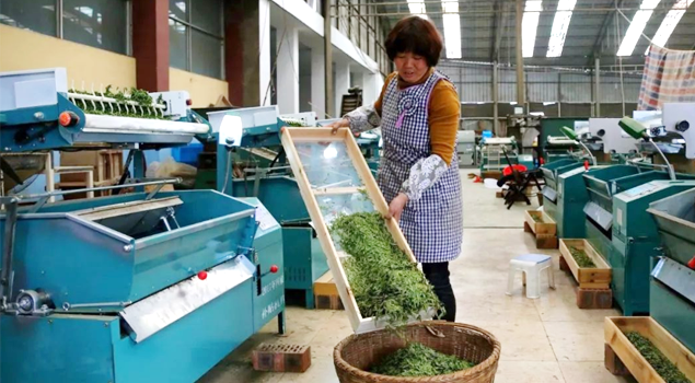 春茶贵如金，茶商如何在短时间内海量备货？